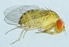 Drosophila immigrans